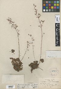 Image of Heuchera rubescens