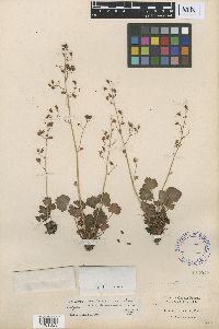 Heuchera rubescens image