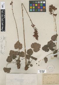 Image of Heuchera sanguinea