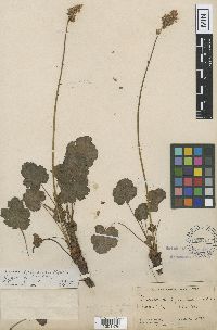 Image of Heuchera suksdorfii