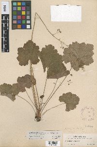 Image of Heuchera wootonii