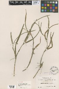 Media resource of Scaphyglottis boliviensis