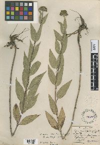 Helianthus nuttallii image