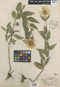 Helianthus nuttallii image