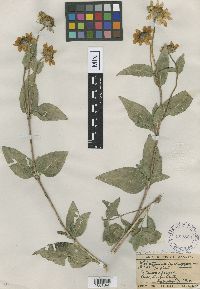 Helianthus nuttallii image