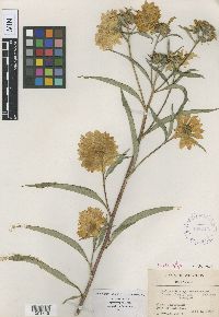 Helianthus maximiliani image