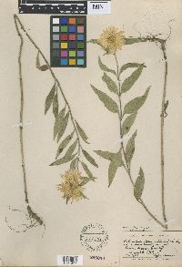 Helianthus maximiliani image