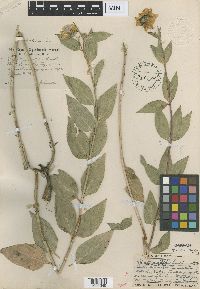 Image of Helianthus nitidus