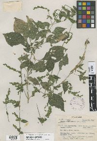 Henrya insularis image