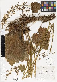 Heuchera americana image