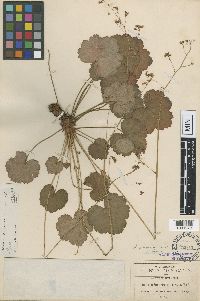 Image of Heuchera amoena