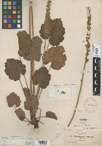Image of Heuchera chlorantha