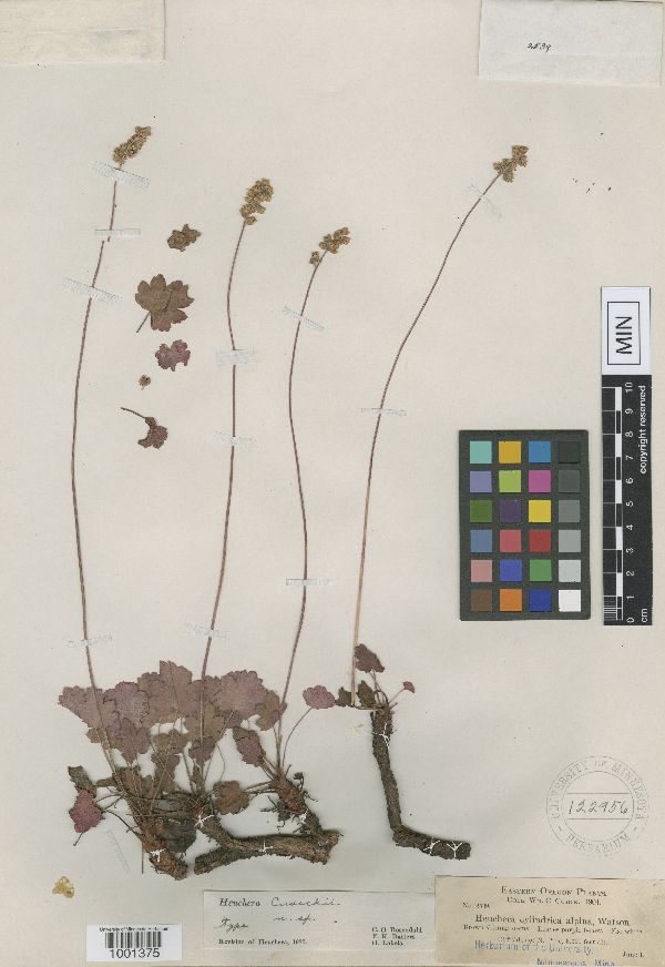 Heuchera grossulariifolia image