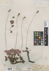 Image of Heuchera grossulariifolia