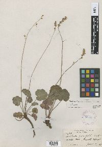 Image of Heuchera eastwoodiae