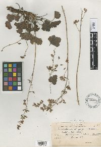 Image of Heuchera elegans