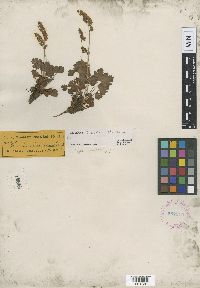 Image of Heuchera hallii