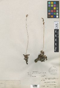 Heuchera grossulariifolia image