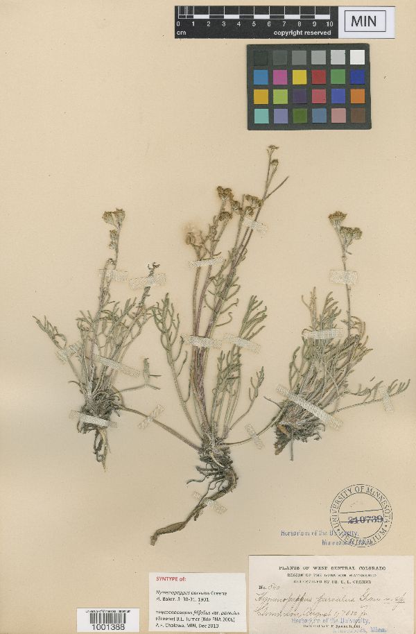 Hymenopappus filifolius parvulus image