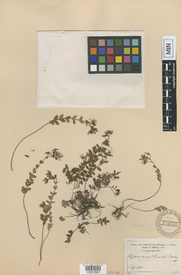 Hypericum cuisini image