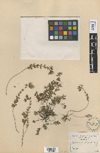 Media resource of Hypericum cuisini