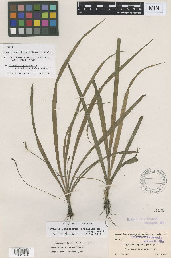 Hypoxis curtissii image