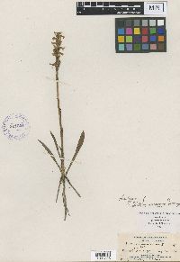 Media resource of Ibidium incurvum