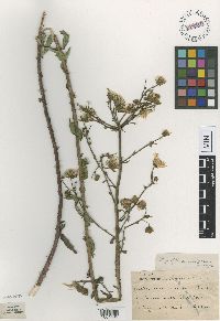 Hieracium umbellatum image