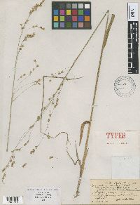 Anthoxanthum nitens image