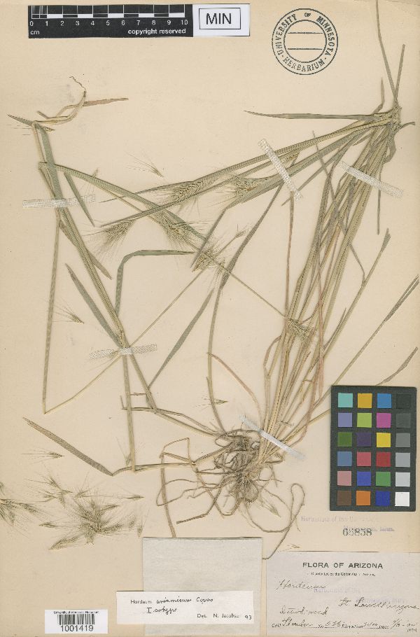 Hordeum arizonicum image