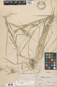 Media resource of Hordeum arizonicum