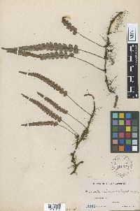 Media resource of Humata microsora