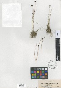 Juncus mertensianus image
