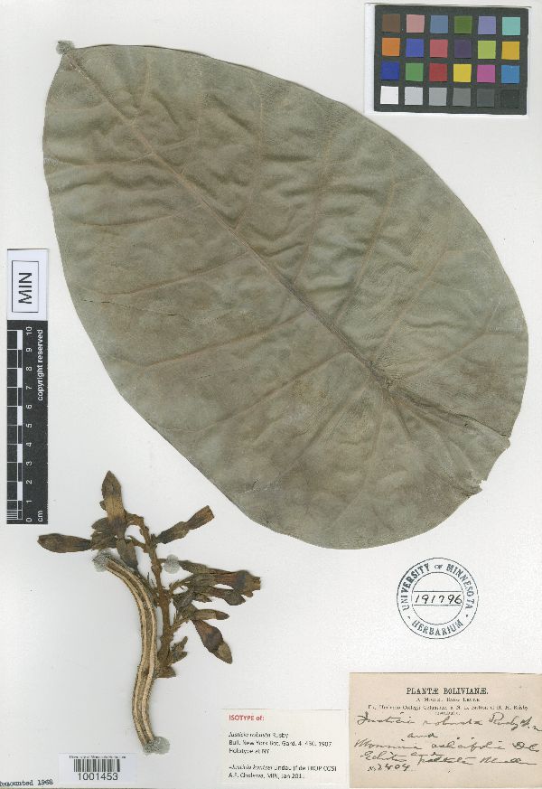Justicia kuntzei image