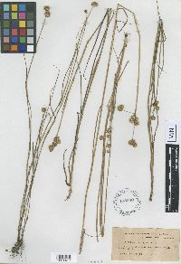 Juncus brachycarpus image