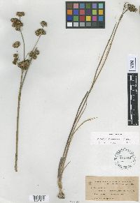 Media resource of Juncus canadensis