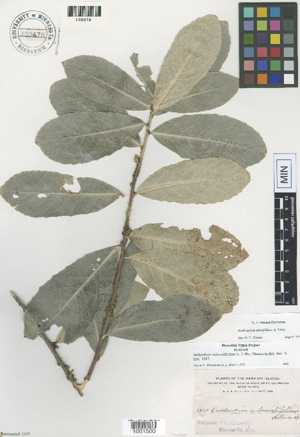 Isodendrion laurifolium image