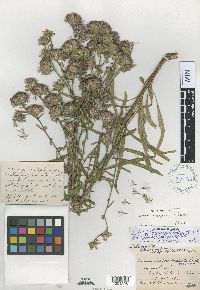 Liatris aspera image
