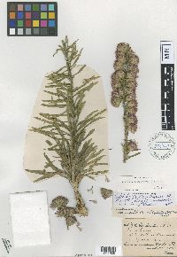 Liatris aspera image