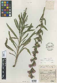 Liatris aspera image