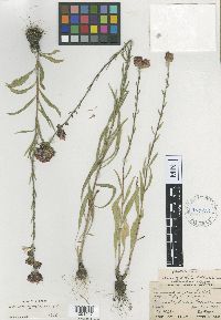 thumbnail image of current specimen