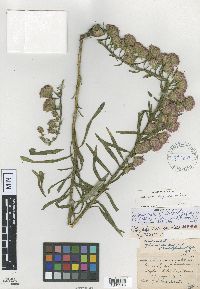 Liatris aspera image