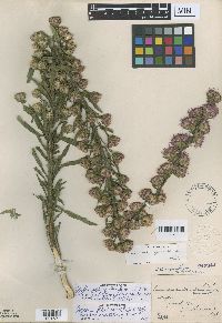 Liatris aspera image
