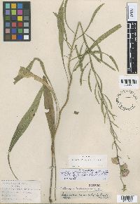 Liatris aspera image
