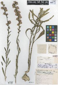 Liatris aspera image
