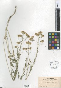Brickellia eupatorioides image