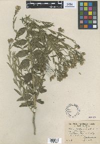 Brickellia eupatorioides image
