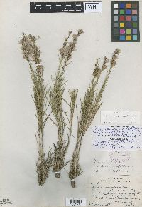 Liatris punctata image