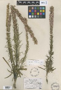 Liatris chapmanii image