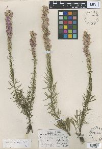 Liatris chapmanii image